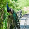 Peacock on the Tracks