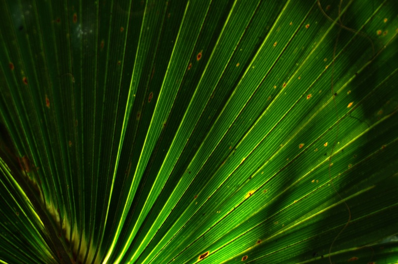 green-palm.jpg