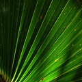 green-palm.jpg