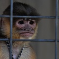 sad-monkey