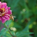 bee-and-flower