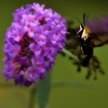 hummingbird-moth