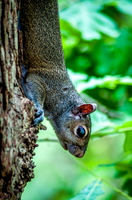 Vertical Squirrel