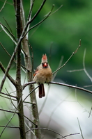 Grumpy Bird