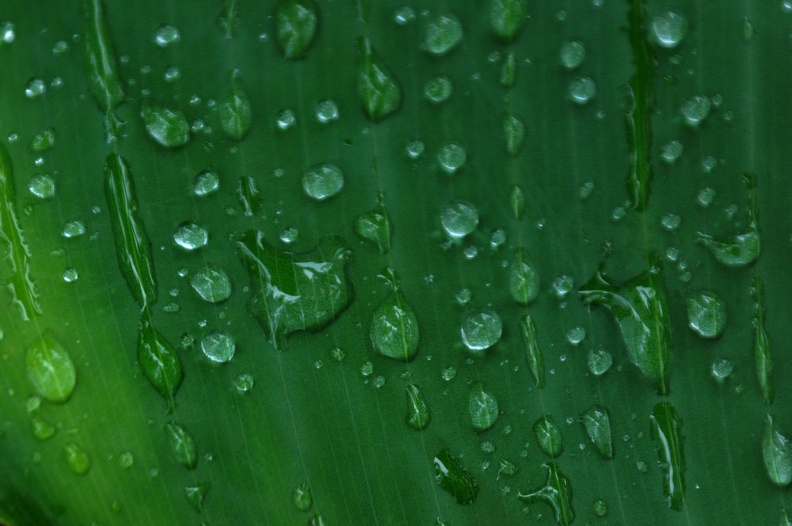 green-drops.jpg