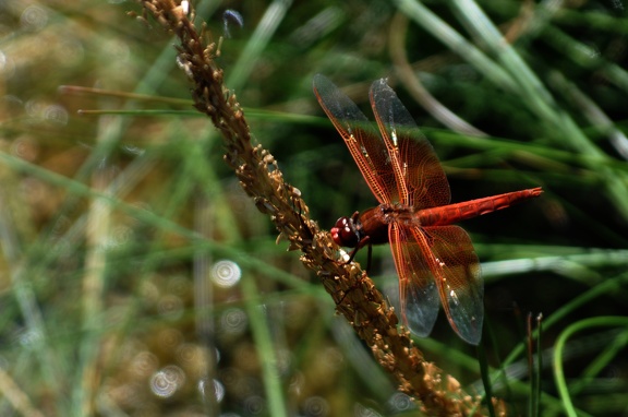 red-dragonfly