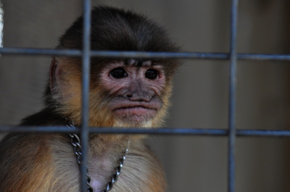 sad-monkey