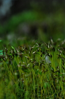 moss