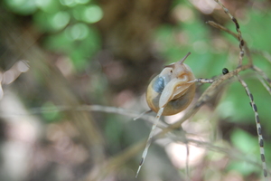 snail