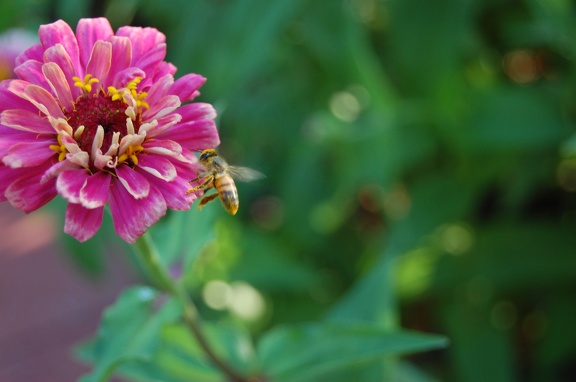 bee-and-flower