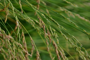devou-plants
