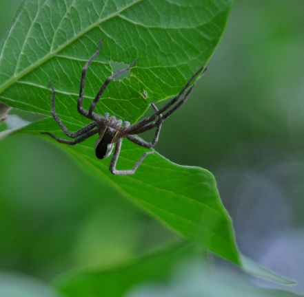 devou-spider