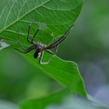 devou-spider