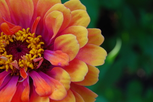 orange-flower-explosion