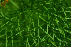 crossed-plants