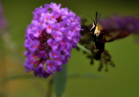 hummingbird-moth