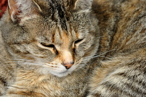 Sleepy Pumpkin