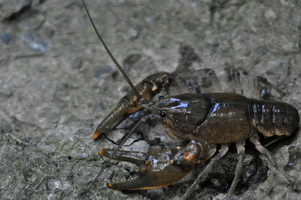 crayfish