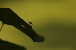 lonely-spider