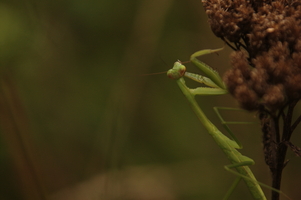 mantis