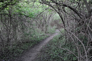 Path