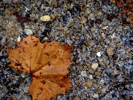 snow-leaf