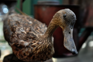 dusty-duck