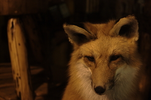 foxy