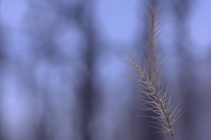 wildwheat