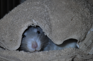 Perdi Covered