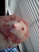 Holding Pestilence