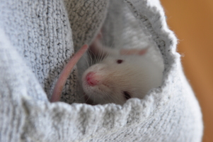 Pocket Pesti