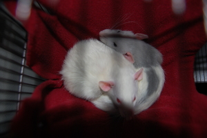 Pestilence and Perdition