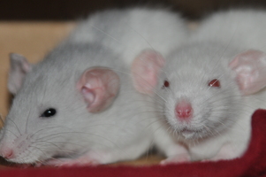 Perdition and Pestilence