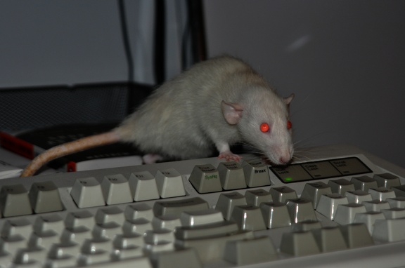 Keyboard Rat