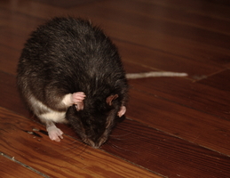 Clean Ears