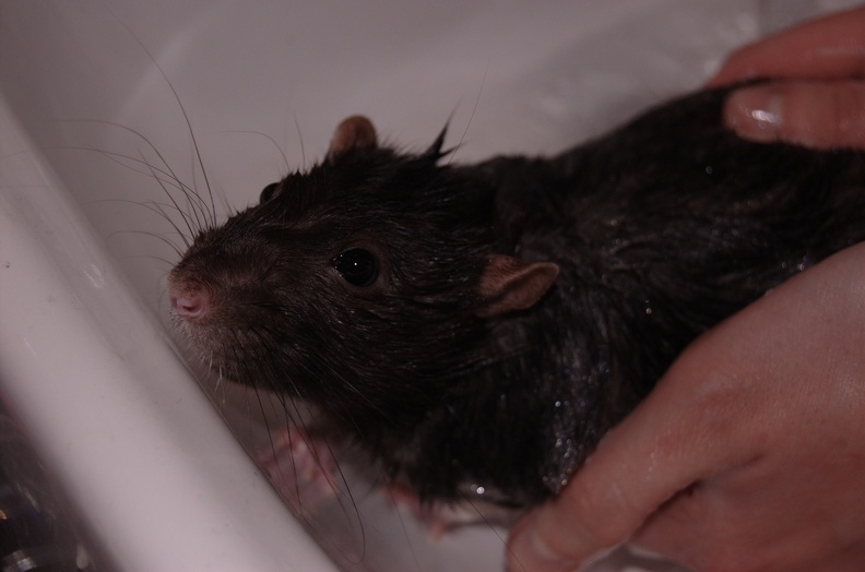 rat-bath.jpg