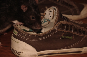 Exploring the Shoe