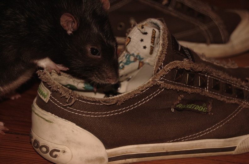 rat-shoe.jpg