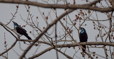 On a Branch