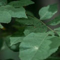 On a Leaf