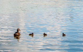 Ducks