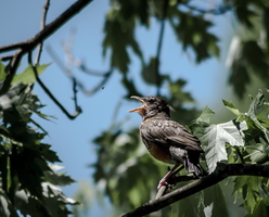 Young Robin