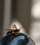 Cicada Killer Wasp on Bike Rack - Xavier University, Cincinnati