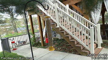 Pandemic Birdcam 14-27-20