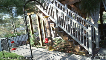 Pandemic Birdcam 17-28-48