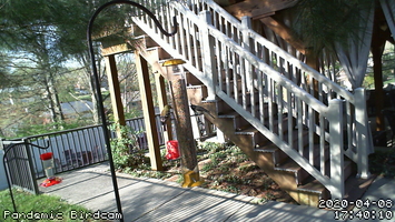 Pandemic Birdcam 17-40-10