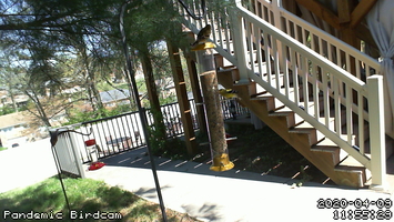 Pandemic Birdcam 11-55-29