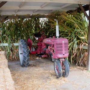McGlasson Farms Apple Picking 2021