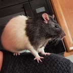 IMG 20241106 215727 829